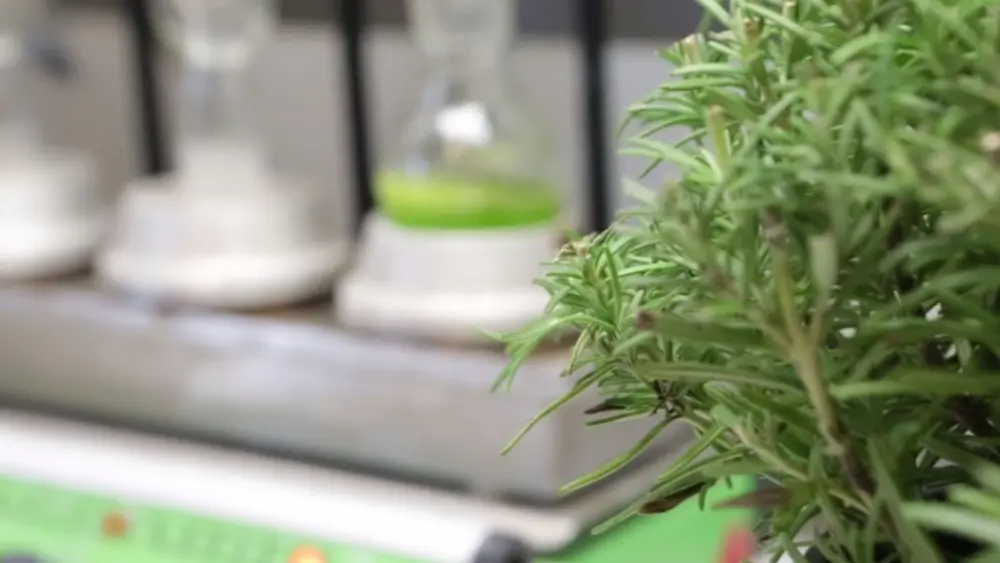 mengsel van rozemarijn en groene thee - verlaagt de gehalten aan primaire en secundaire producten in veganistische rundvleespasteitjes, wat helpt om de producten langer vers en aantrekkelijk te houden