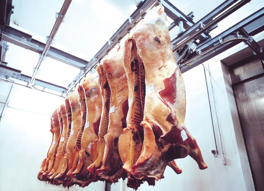 paardenvlees geslacht