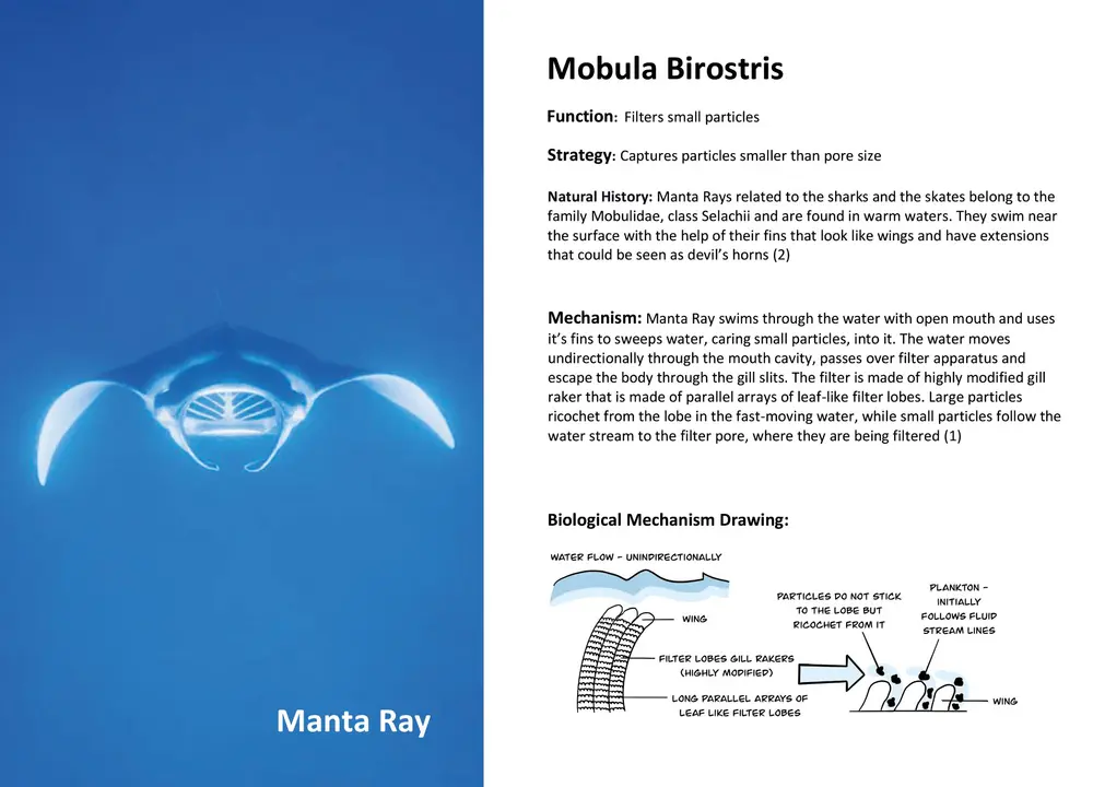 Manta Ray mobula birostris