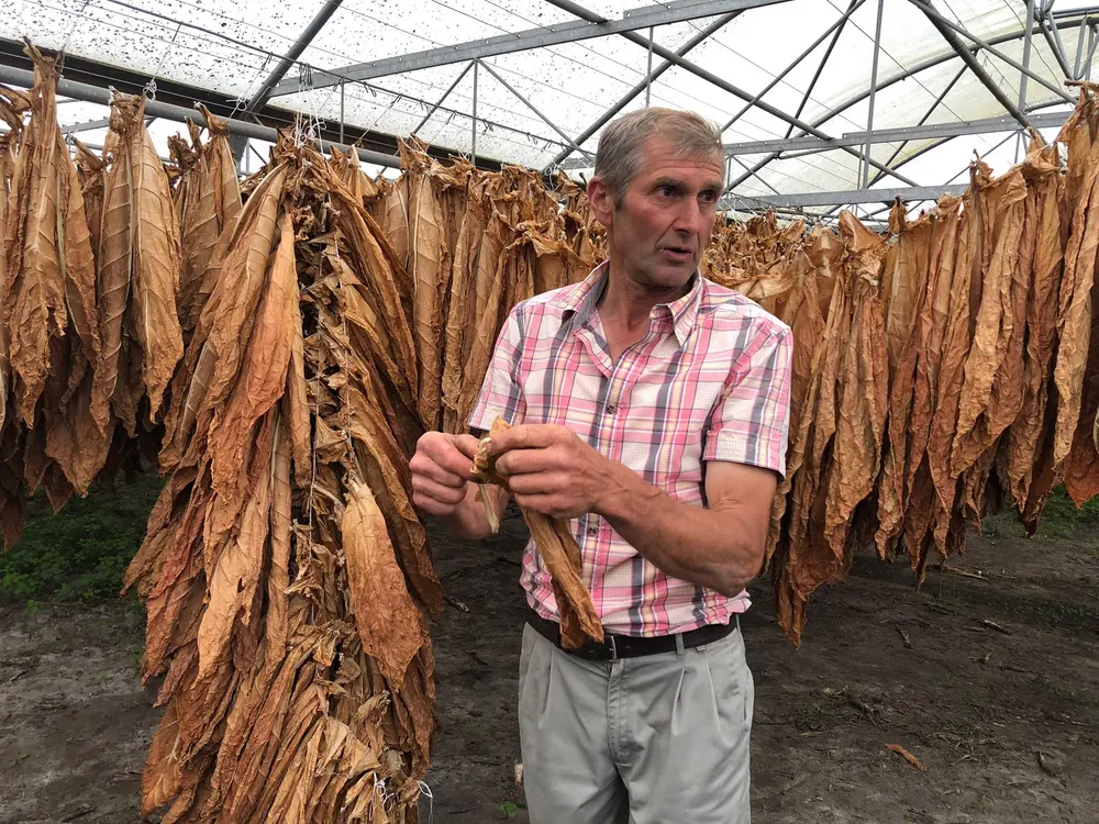 Ivan Vandaele Belgische tabaksteelt Tabakssyndicaat Vandermarliere Cigar Family