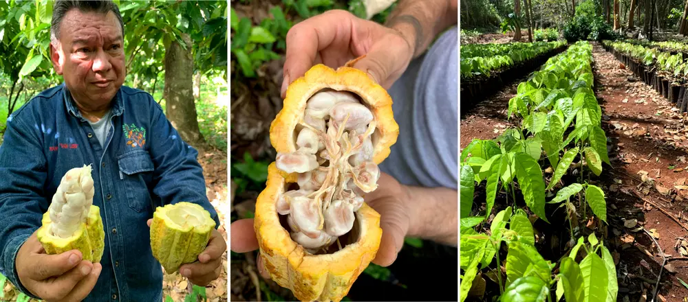 cacao