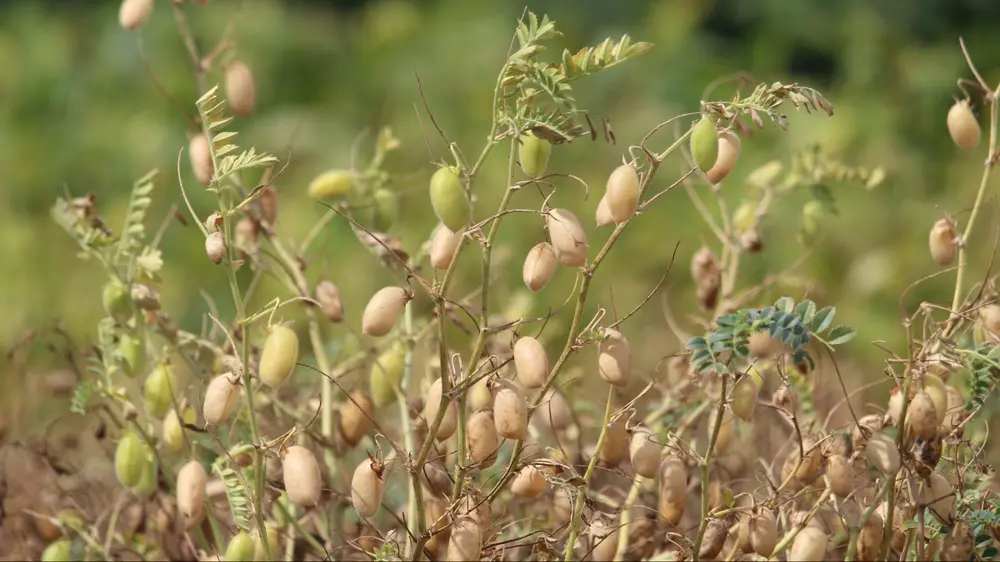 Dit project komt tot stand via middelen van Vlaams minister van Landbouw en Voeding Hilde Crevits in het kader van de Vlaamse eiwitstrategie