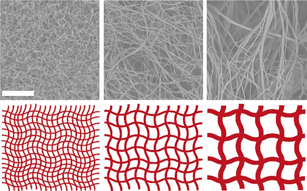 Collagen scaffolds in different scales