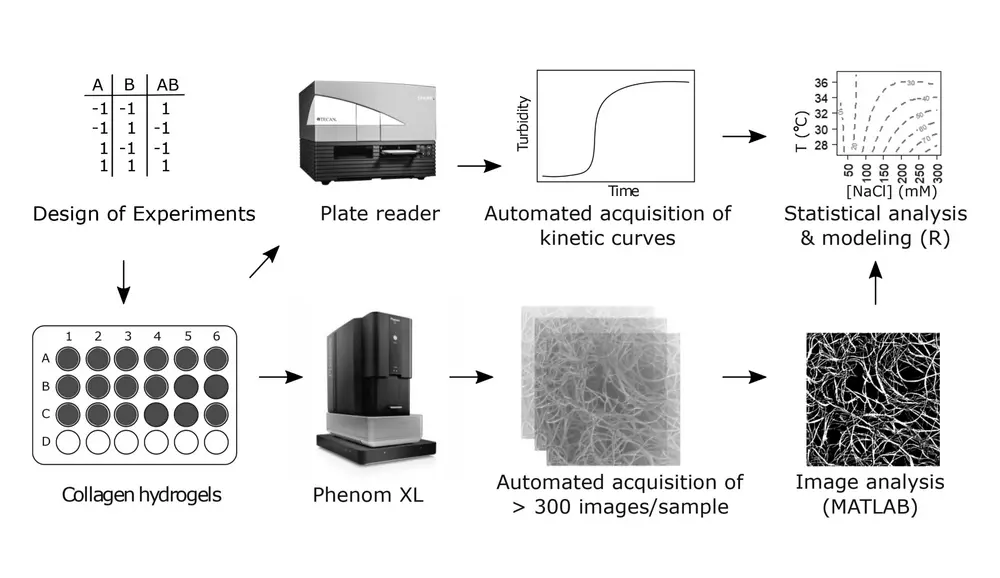 The research workflow of data acquisition and analysis, with monitoring of kinetic assembly processes in a plate reader (top) and automated image analysis of fixed, dehydrated material (bottom)