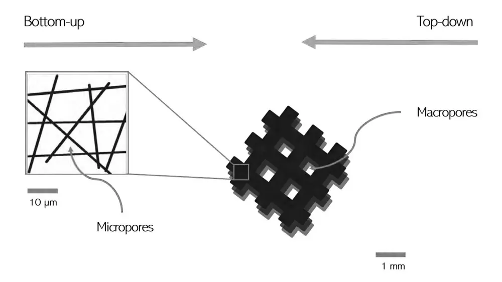 The micropores stimulate the interaction between the cells and the matrix, while the macropores enable mass transport and cell migration