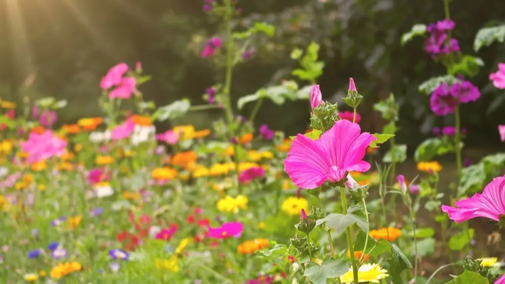 Bloemenweide jardin naturel