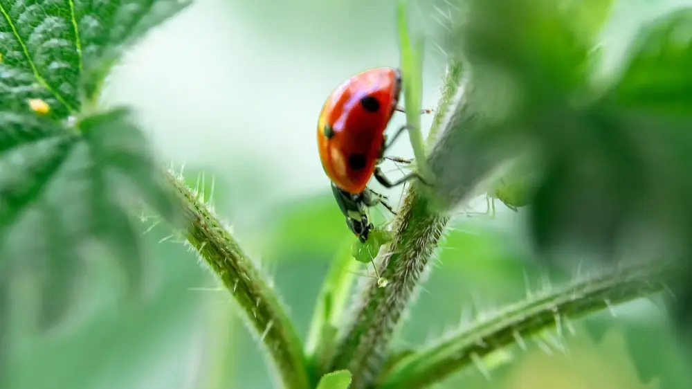 Roofinsecten plaagbestrijding