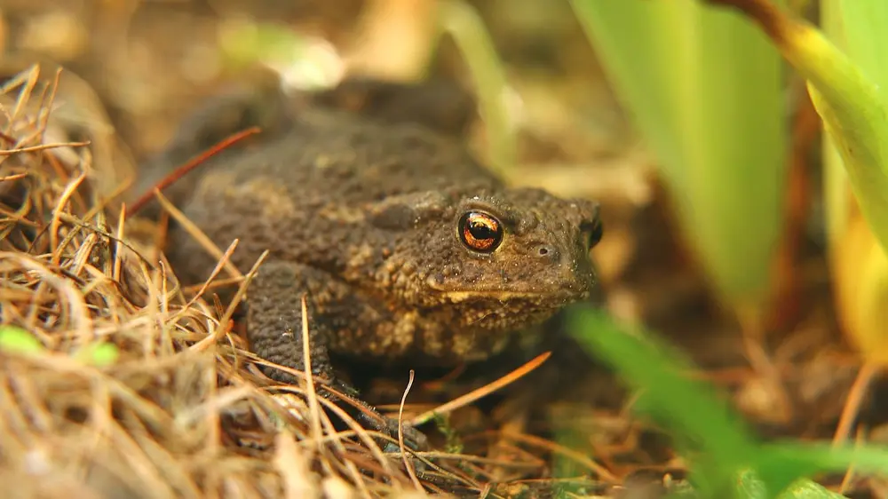 Pad amfibie biodiversiteit tuin