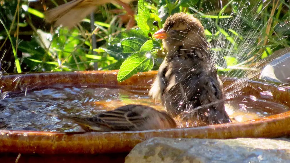 water in de tuin vogelbad