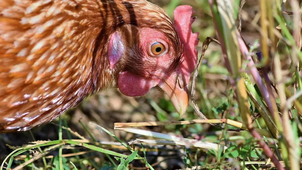 Kippen afval compost biodiversiteit