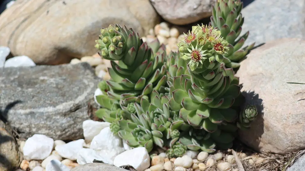 Vetplant in rotstuin Mediterraans terras 