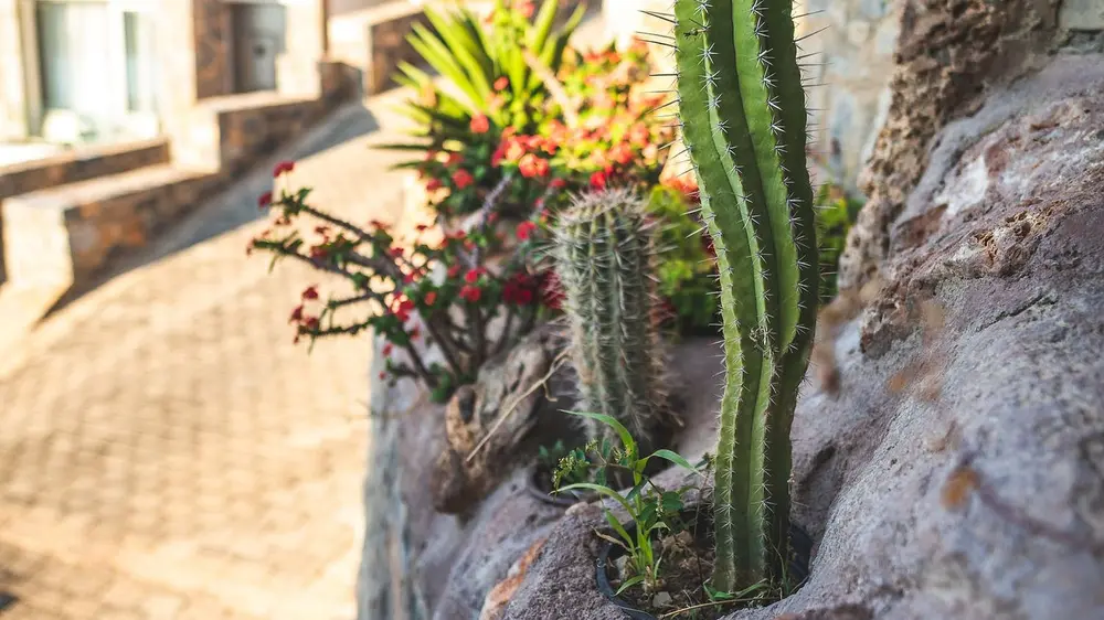 Rotstuin cactus Mediterraans terras 