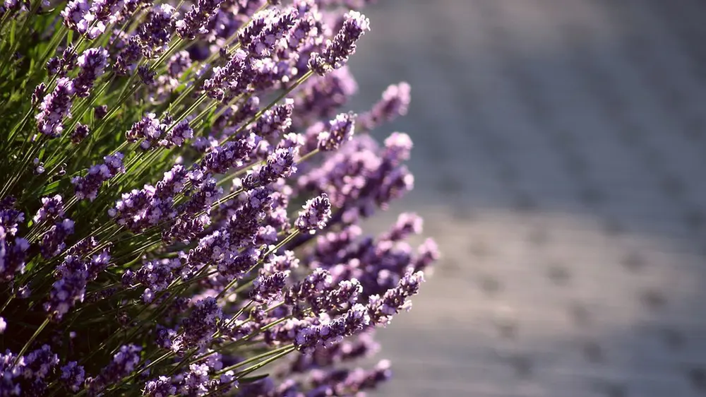 lavendel Mediterraans terras 