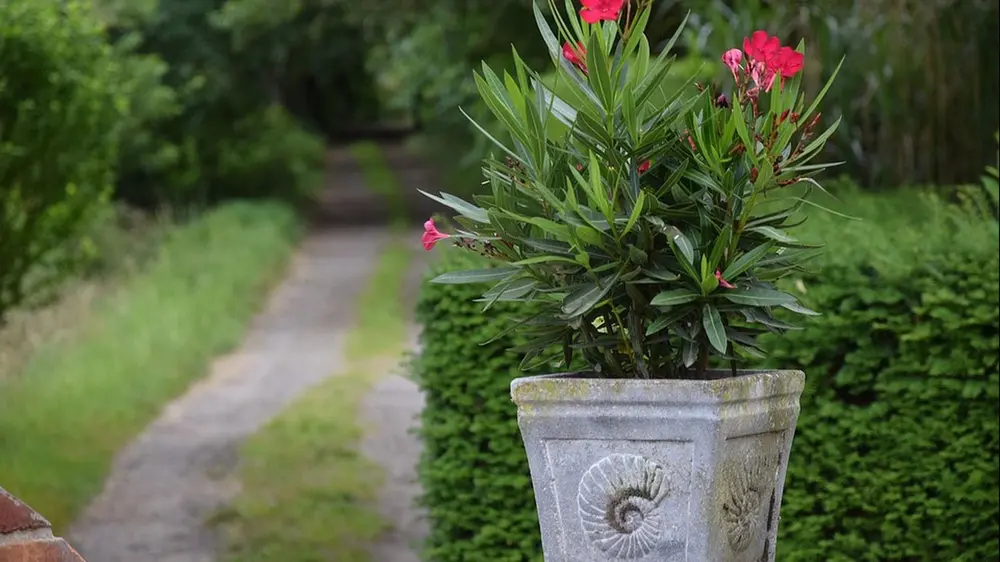 betonnen bloembak bloempot terras