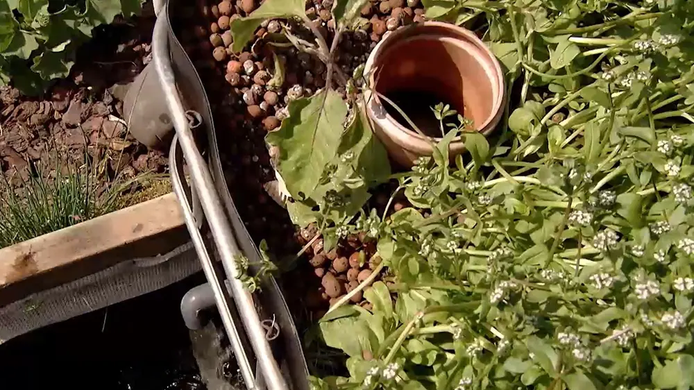 aquaponic