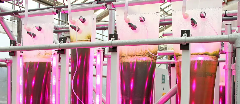 Kenniscentrum RADIUS van de Thomas More hogeschool zet mobiele kweekinstallaties met microalgen op verschillende land- en tuinbouwbedrijven.