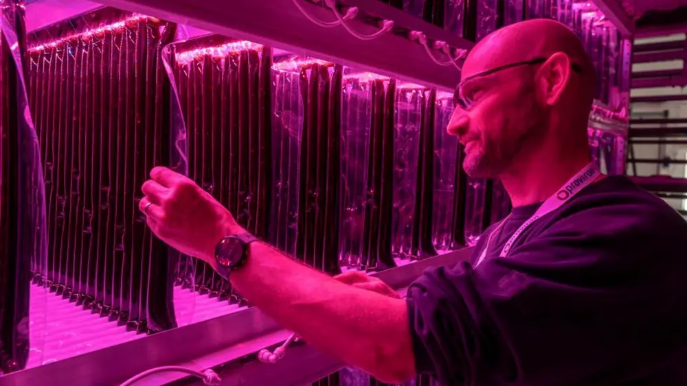 In de buizenreactors kunnen de wetenschappers van proviron hypergespecialiseerd microalgen kweken. Foto Joris Herregods