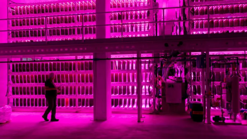 In de huidige capaciteit kan proviron 3 ton microalgen per jaar produceren. Foto Joris Herregods