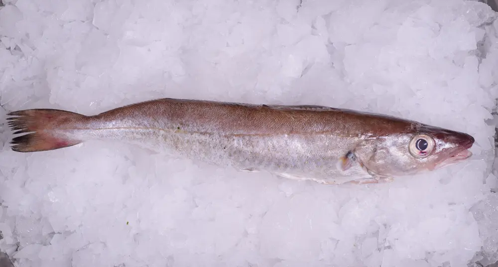 vis WIJTING, TONGSCHAR EN NOORDZEEKRAB