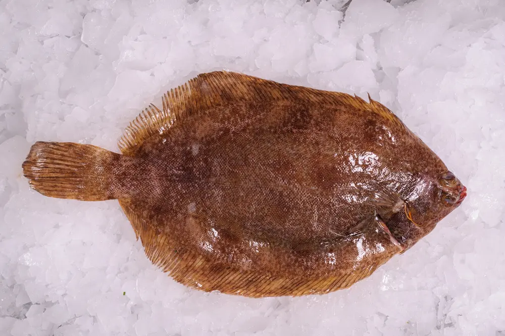 tongschar WIJTING, TONGSCHAR EN NOORDZEEKRAB
