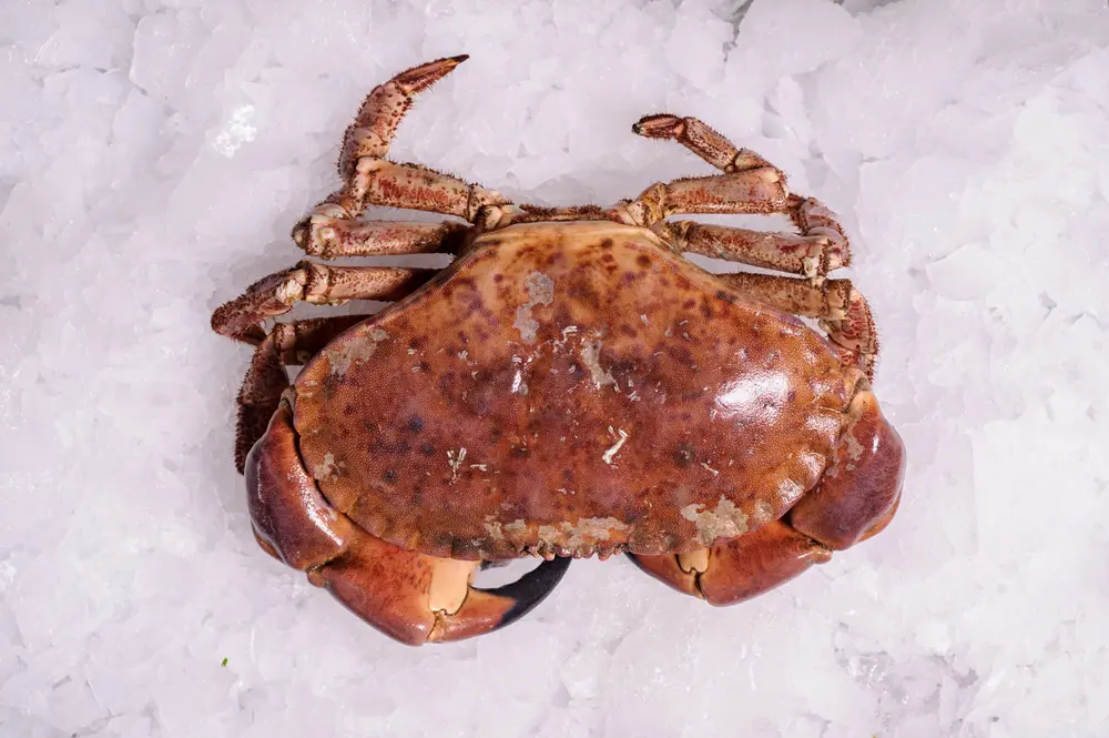 noorzeekrab WIJTING, TONGSCHAR EN NOORDZEEKRAB