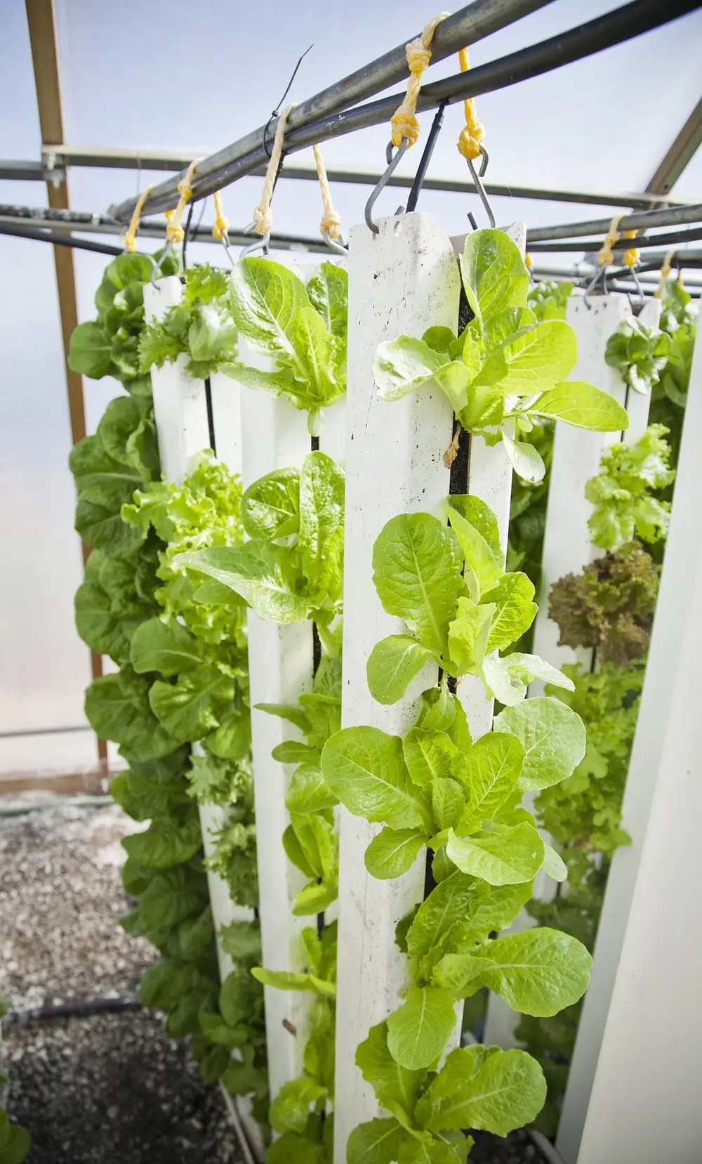 vertical farming voor circulariteit grootkeuken