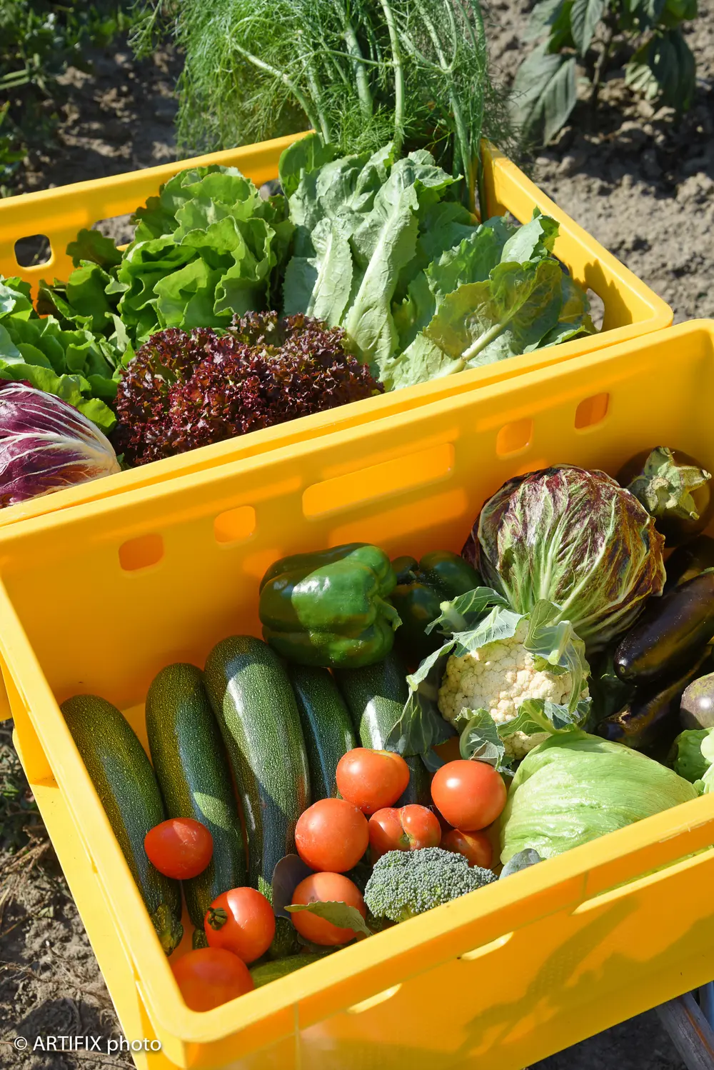 lokale boeren als onderdeel van circulariteit in grootkeukens