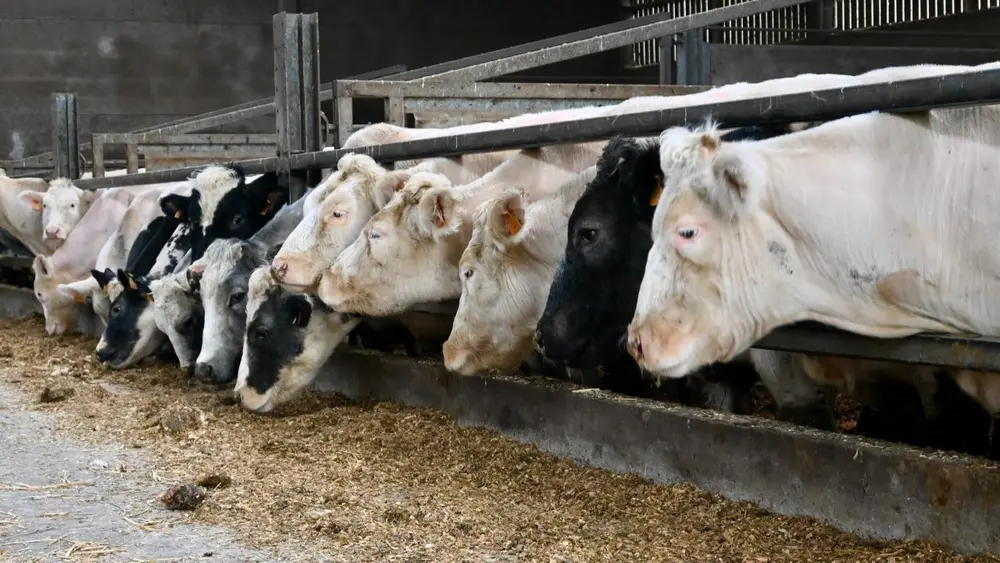 Er werden onder meer monsters van runderen genomen