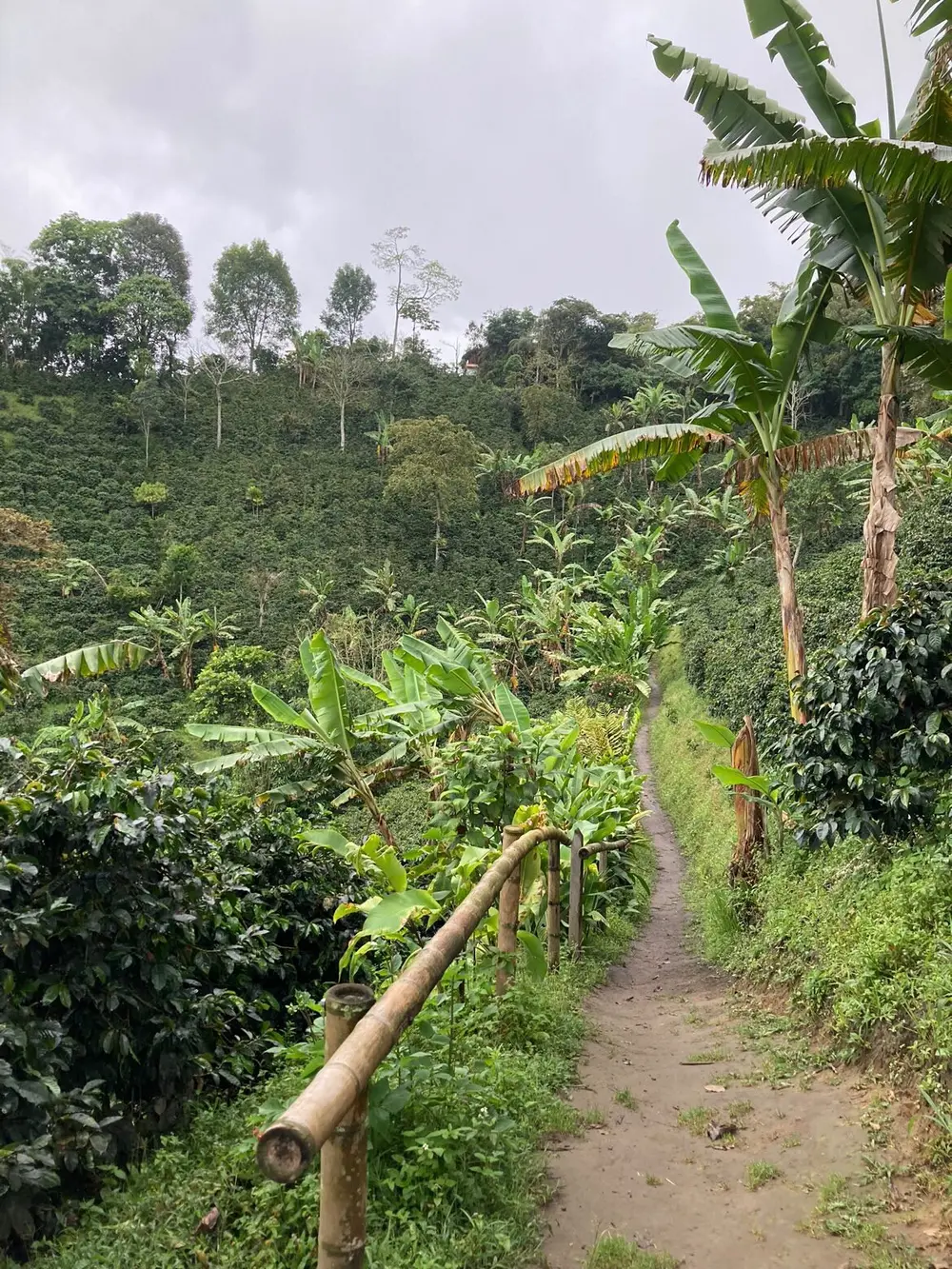 Colombia plantage koffiebonen