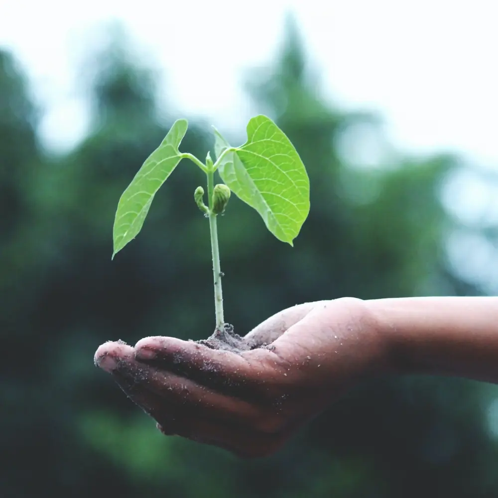 groenblauwpeil vlaanderen