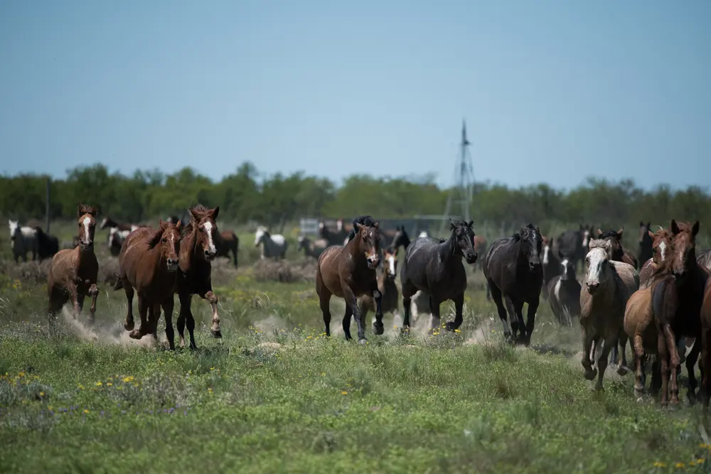  grote leverancier van paardenvlees 