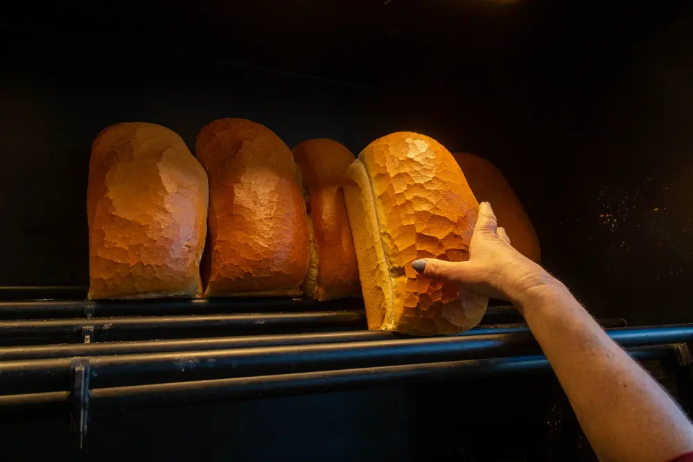 Zeelandia brood
