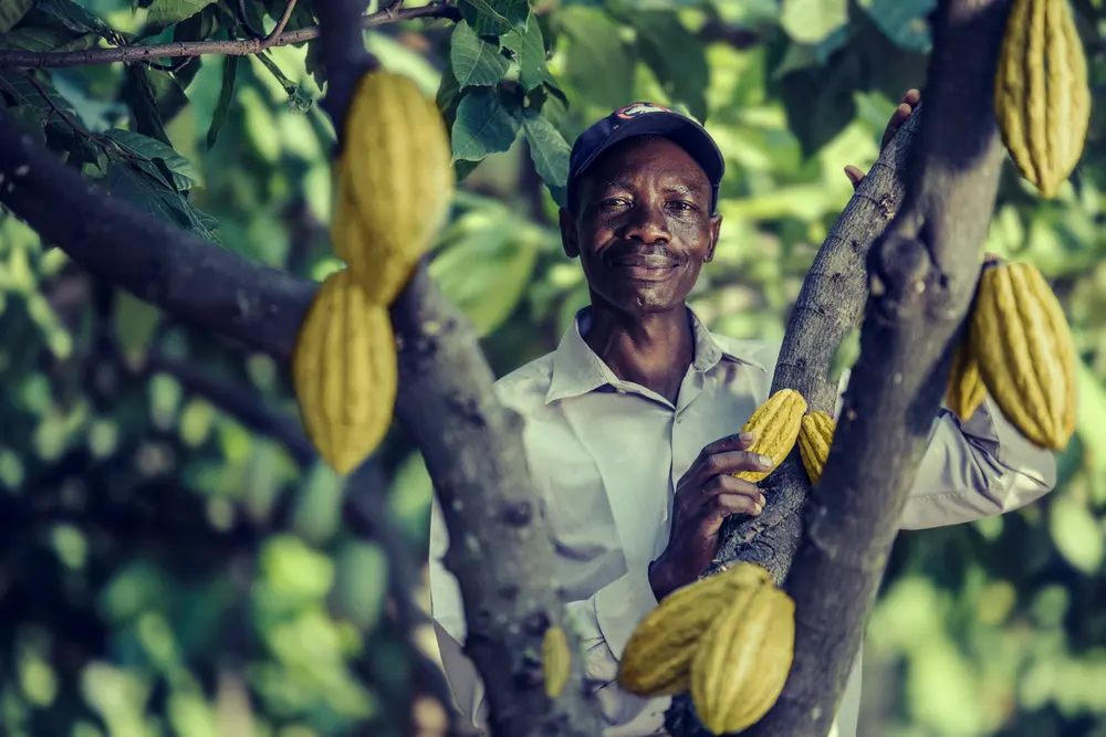 cacao barry plantation