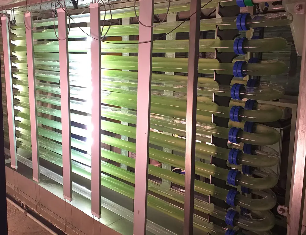 Op weg van het lab naar een grote reactor maken de cyanobacteriën een tussenstap in deze installatie, verlicht met ledlampen. Als ze zich na vier dagen ruimschoots vermeerderd hebben en de vloeistof groen kleurt, worden ze overgebracht naar een grote reactor buiten