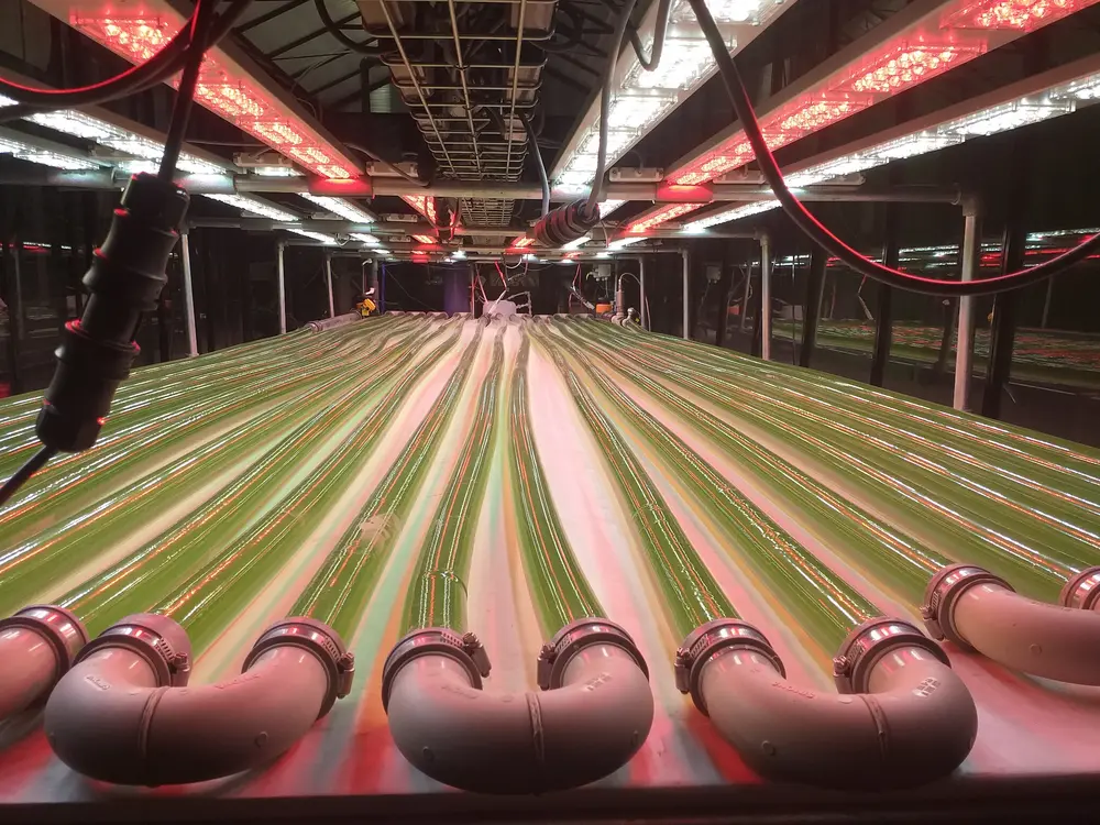 Fotobioreactor binnen van Photanol