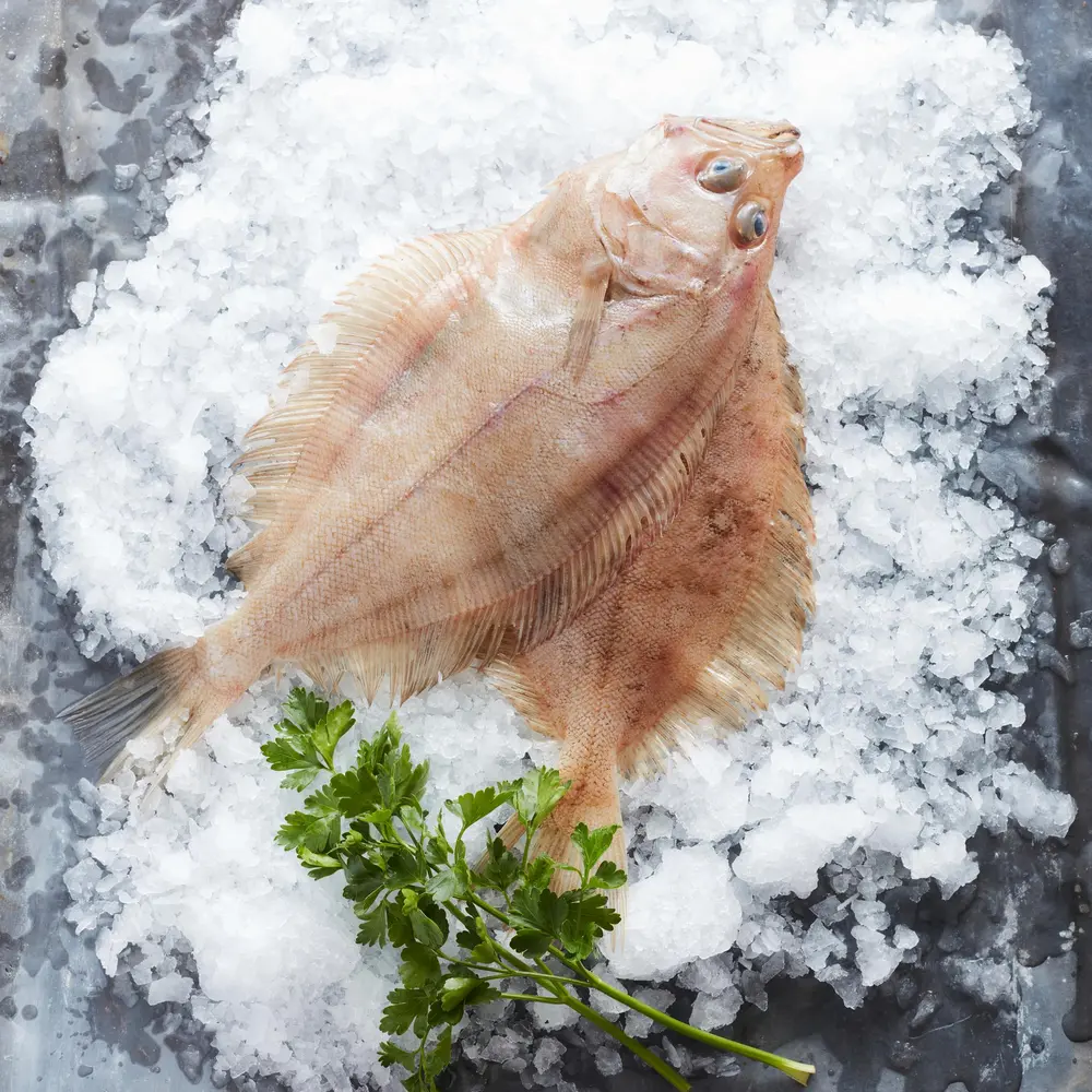 De schartong is het best te herkennen aan de zijlijn die aan de oogkant een opvallende bocht om de borstvin heen maakt