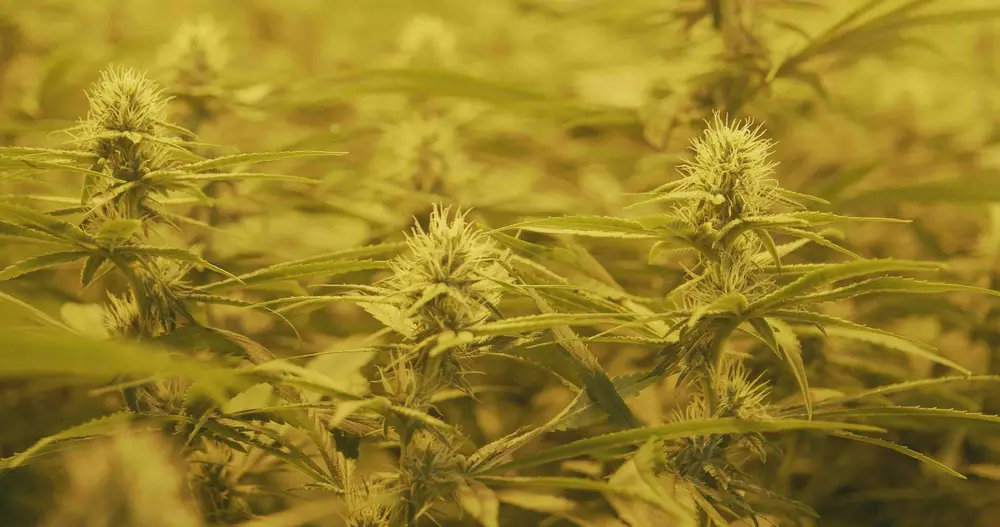 legale cannabisindustrie