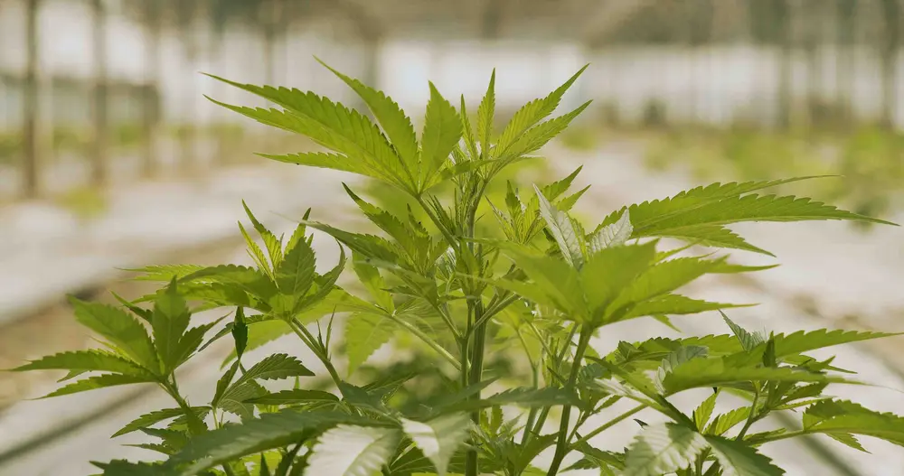 Cannabis meer dan ok