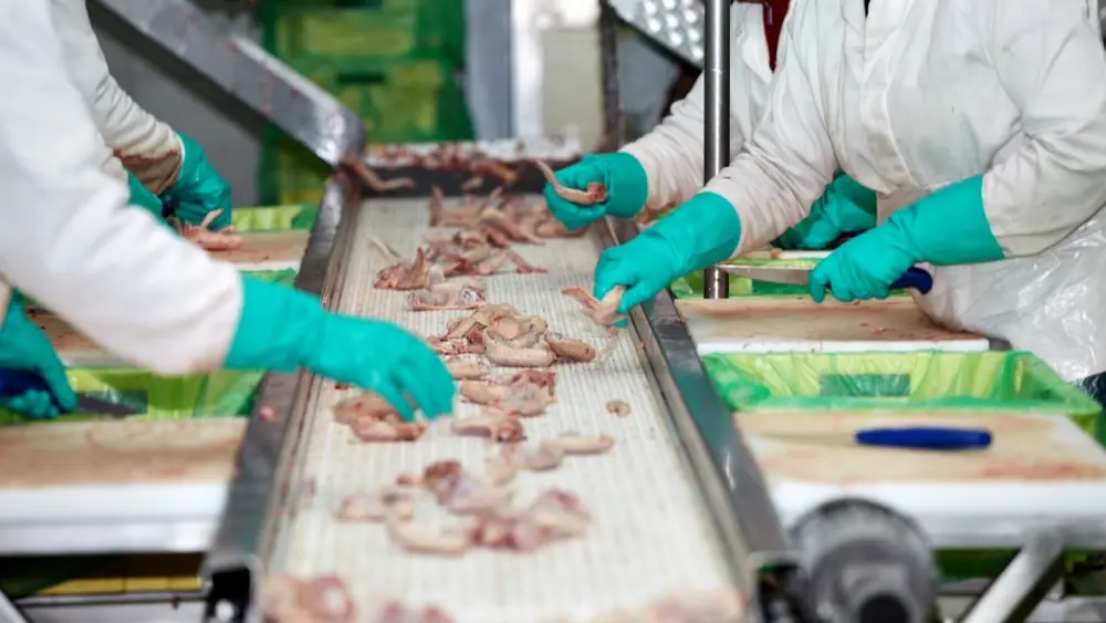 Verwerking kippen slachtlijn