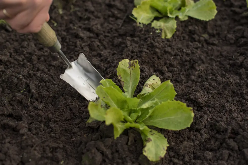 avr tools dutch garden