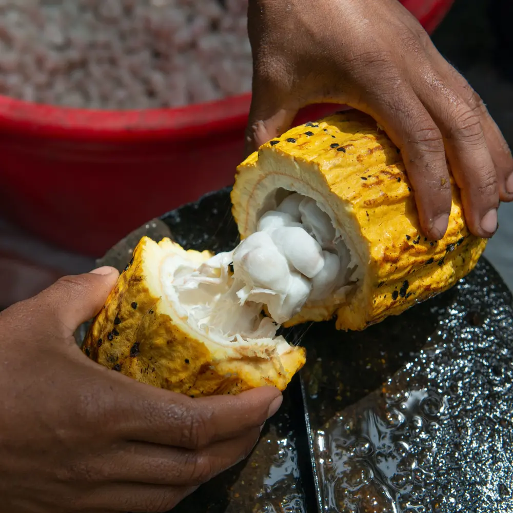 sociale impact cacaoteelt