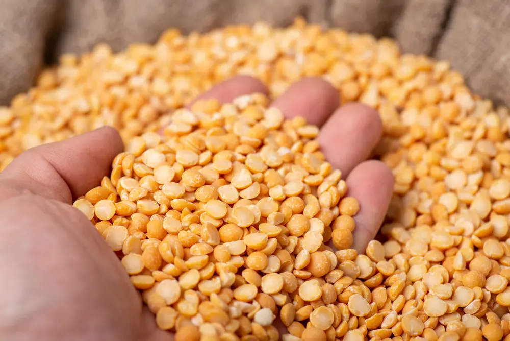 PeaPact HOGENT foto 1