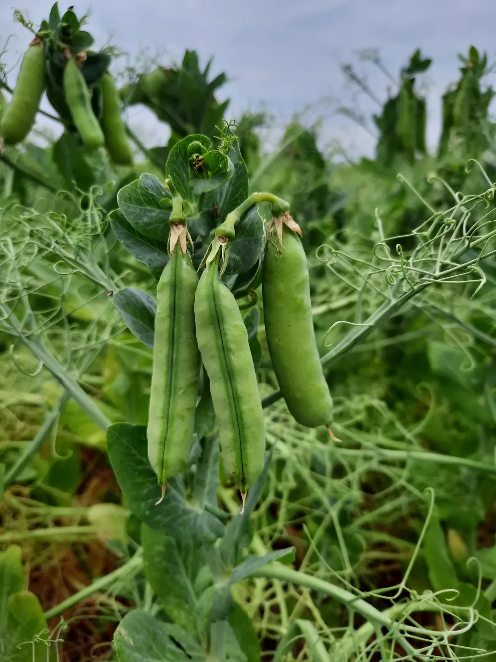 PeaPact HOGENT foto 2