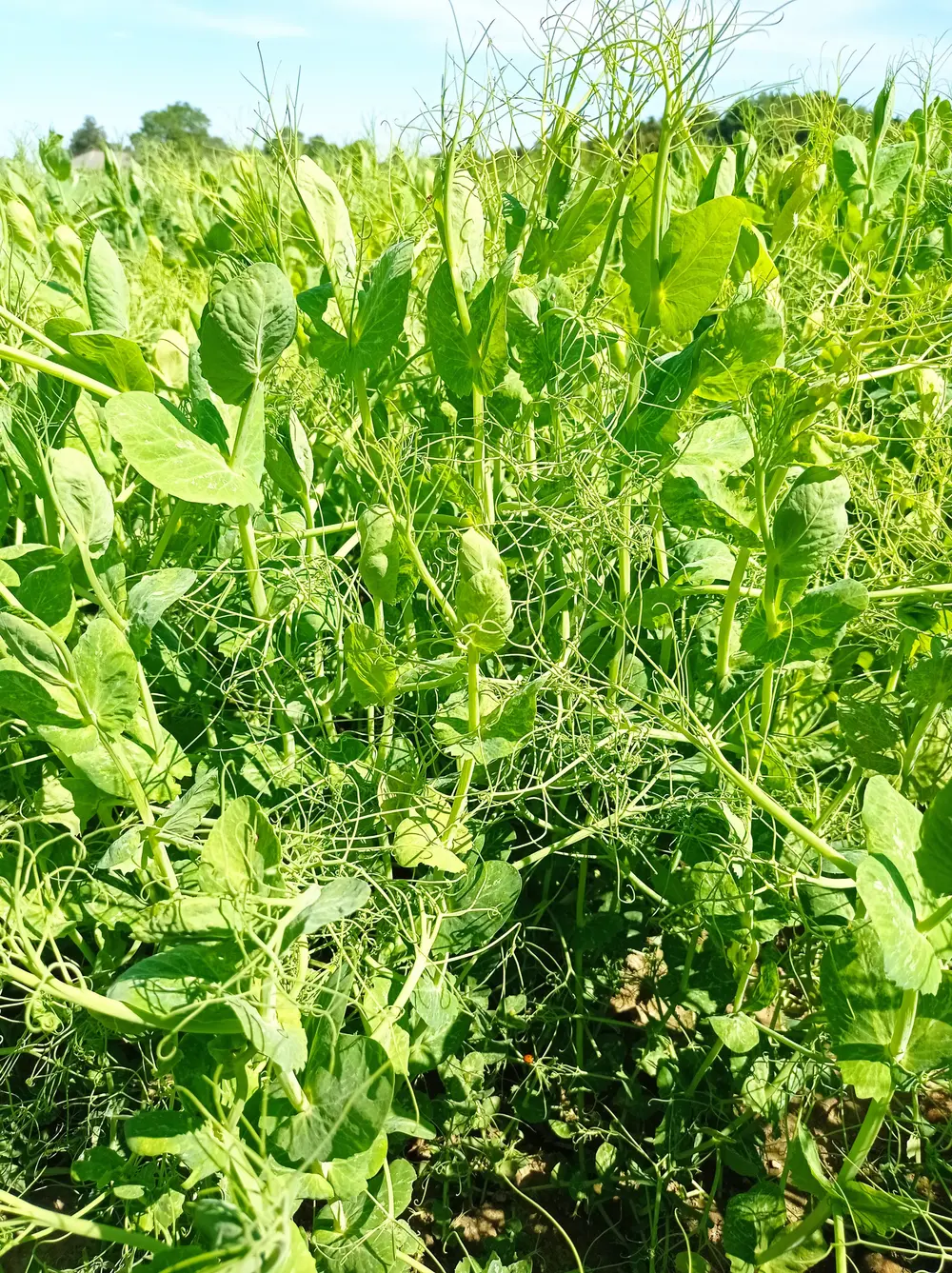 PeaPact HOGENT foto 3