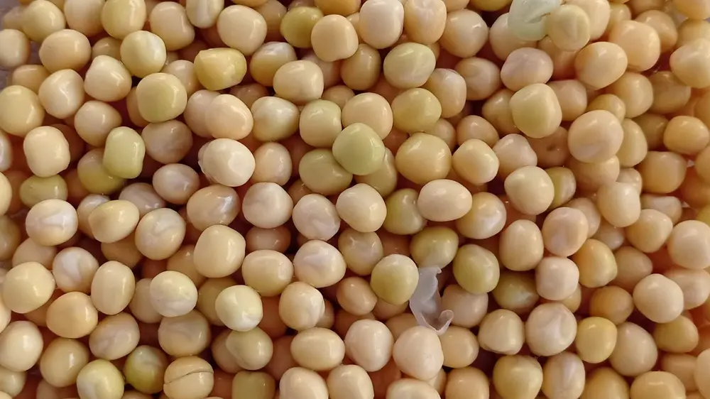 PeaPact HOGENT foto 5