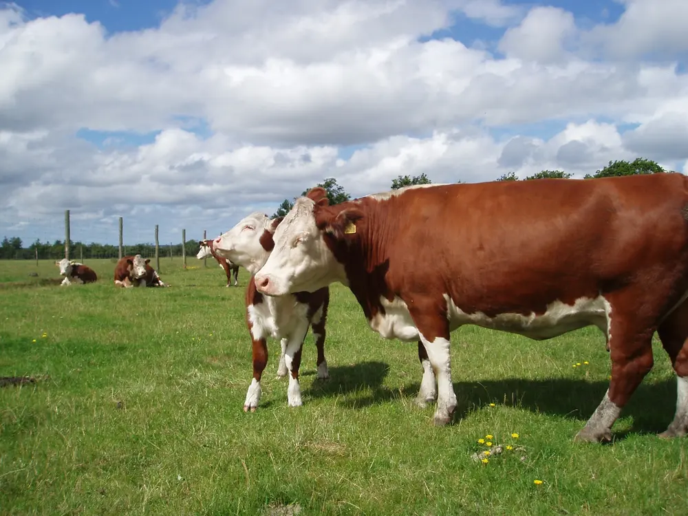 Hereford cow
