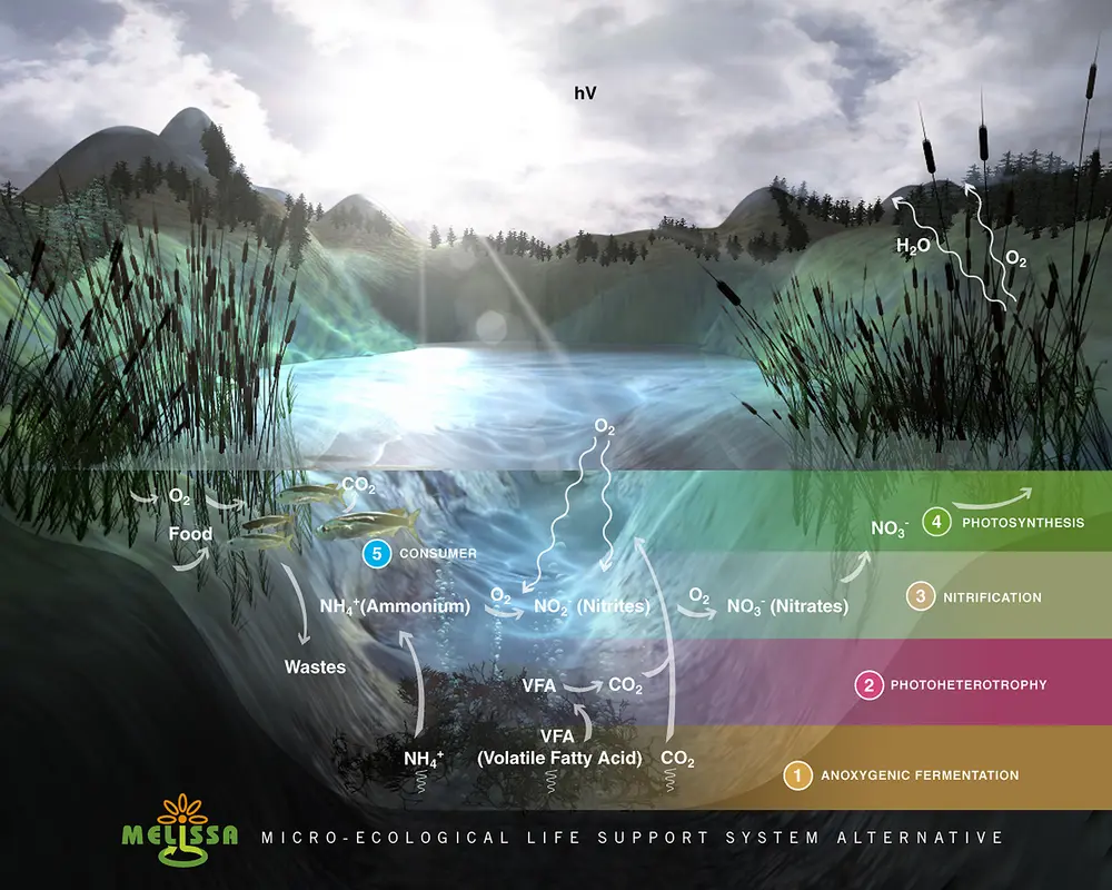 Melissa micro-ecological system