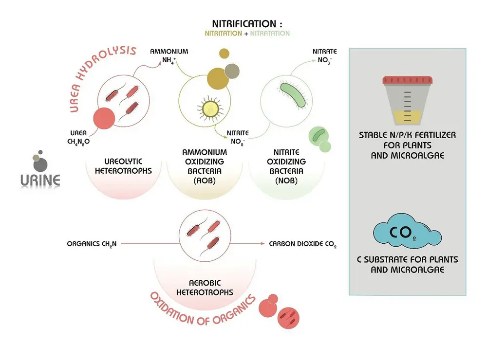 Nitrification of urine
