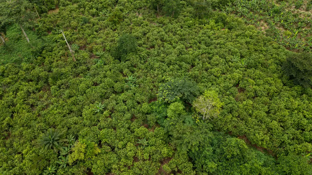 hectare bos verloren