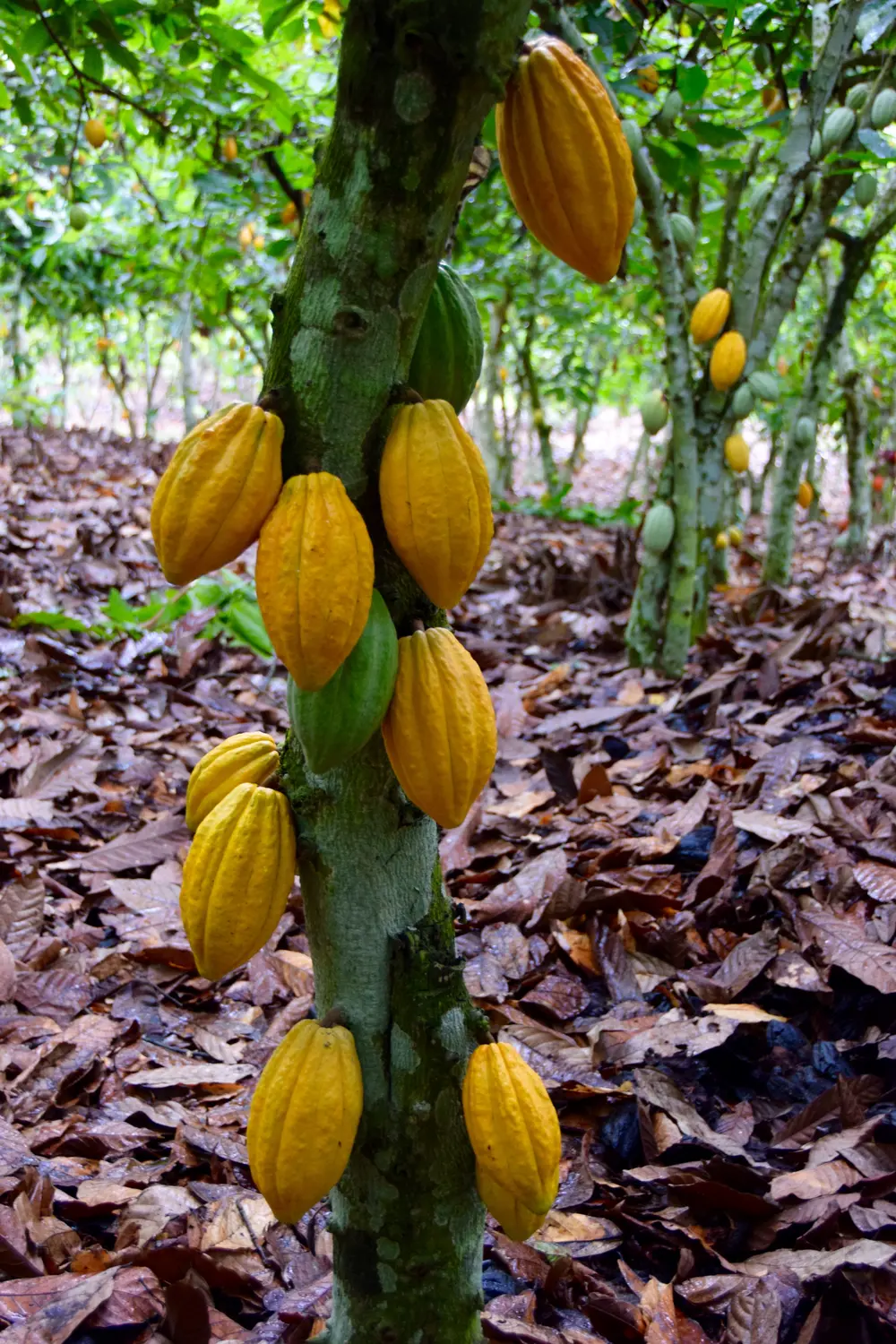 cacaoteelt Ivoorkust